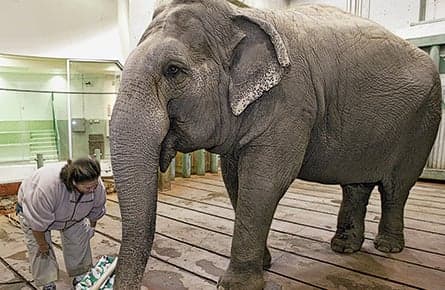 The shame of zoos