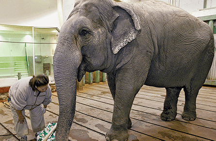 Letters: 'Canada has much to be proud of in its zoos'