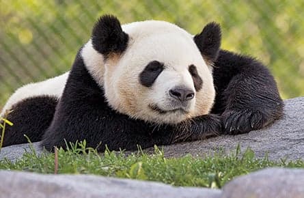 They’re here: Welcoming Lorde, giant pandas and the cronut