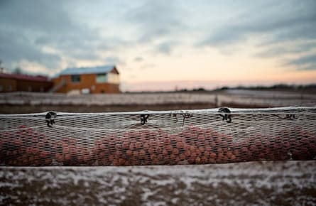 Quebec's ice wine industry prepares for battle