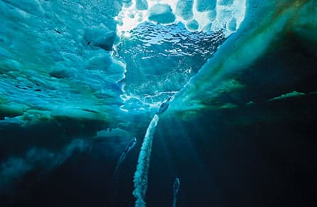 Paul Nicklen's polar passion