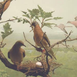 The Passenger Pigeon's Flight to Extinction