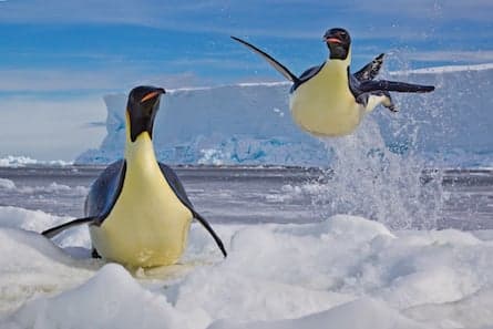 A Q&A with National Geographic's only Canadian photojournalist Paul Nicklen