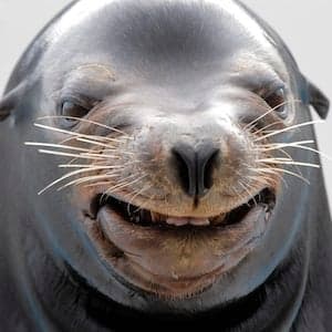 The sea lion that can keep a beat