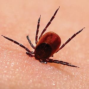 Are hybrid super-ticks breeding in Canada?