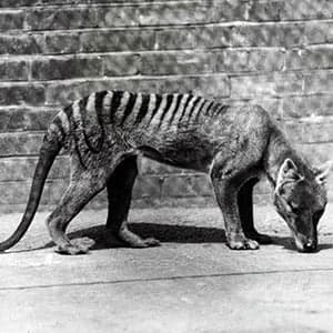 The last of the species