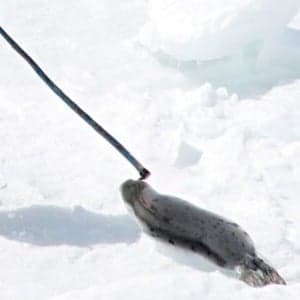 Dear Ellen: Seal hunters are people too