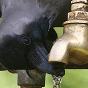 Don’t call them bird brains