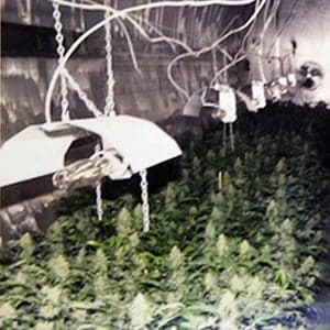 A bizarre grow-op odyssey comes to an end