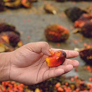 Palm oil: A secret eco-villain