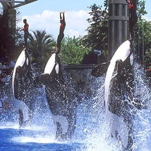 Talking Points: Of killer whales and Volkswagen fails