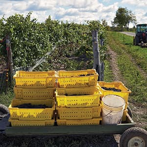 Prince Edward County: Striking pay dirt