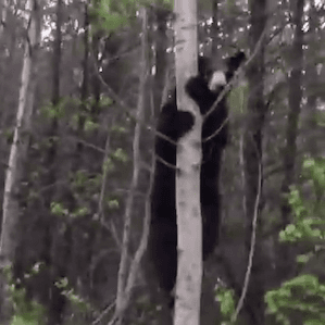 Man's encounter with Albertan black bear goes viral