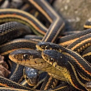 Snakes on the plains: Inside the Narcisse snake pits
