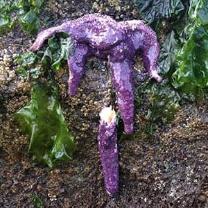 B.C. starfish are dissolving into goo, and no one knows why