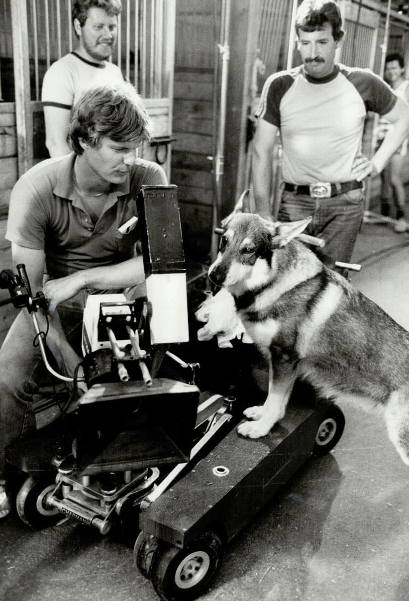 10 things the Littlest Hobo did that a dog shouldn’t be able to do