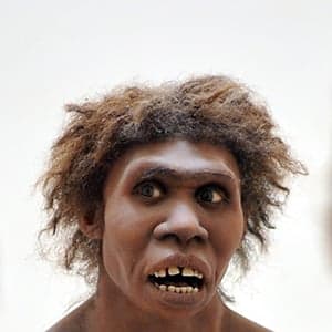 We are all Neanderthal