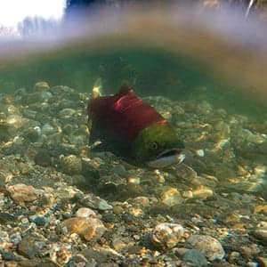 New information gives salmon expert pause on mine leak impact
