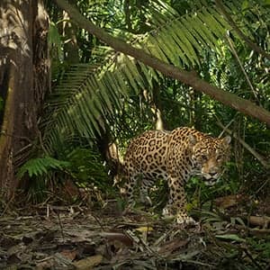 An eye-opening story of the jaguar, from Asia to the Americas