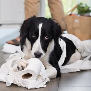 Puppy remorse? It's time to call in the pros.