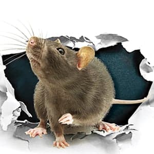 How cities are making our rats smarter and spiders bigger