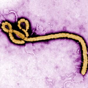 How safe are we from Ebola?