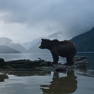 Grizzly toll: B.C's controversial trophy bear hunt