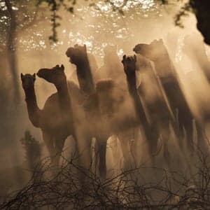 Week in pictures