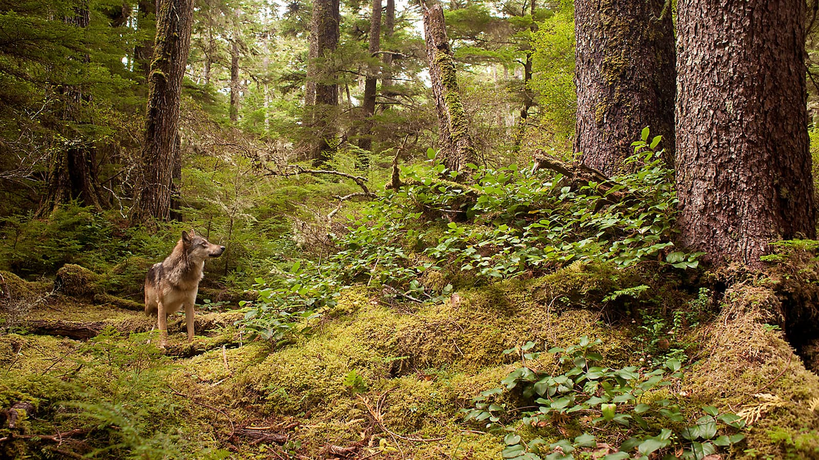 What the endangered Great Bear Rainforest has to teach us