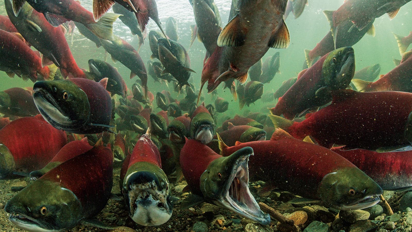 The sockeye salmon's incredible, vital journey