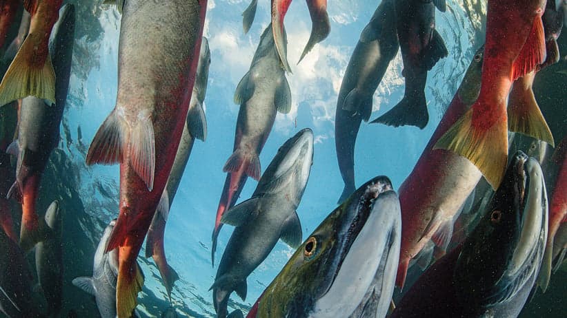 Video: The sockeye salmon's truly 'life-and-death' journey