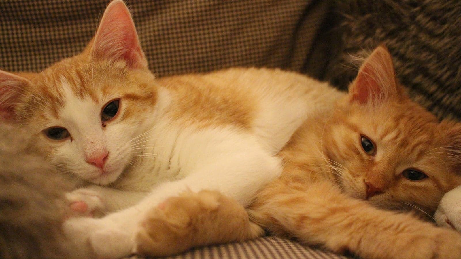 Photo gallery: In the cat room at 24 Sussex