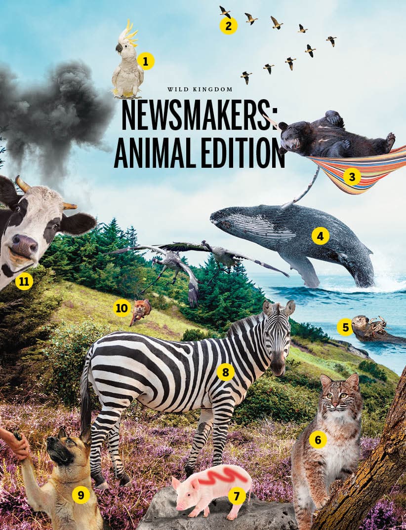Newsmakers: animal edition