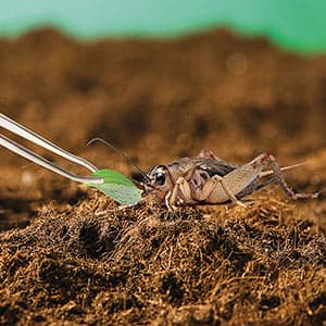 Are those edible bugs actually sustainable?