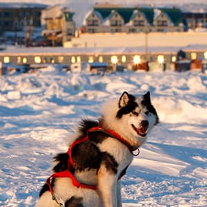 Move over, mushers: A battle brews over sled dog parking in Iqaluit