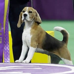 Newsmaker of the day: Miss P the beagle