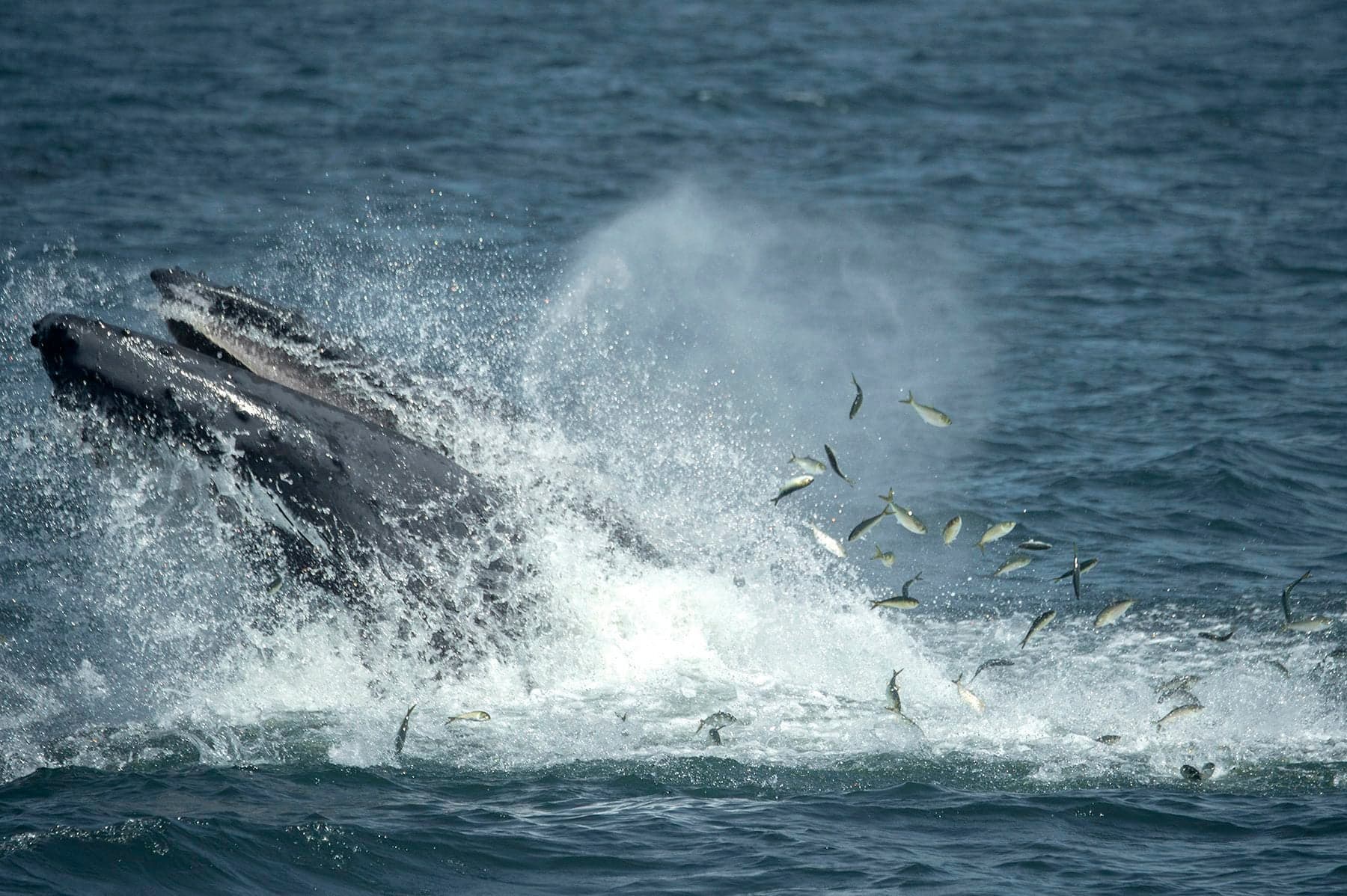 What we know about humpback whales: 'This tragic event is very rare'