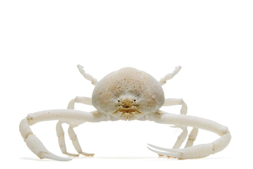 Photo gallery: A vivid kingdom of the spineless