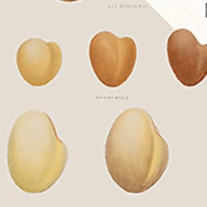 Book review: The triumph of seeds