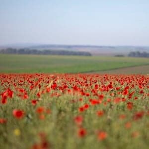 Maclean's: 100 years of 'In Flanders Fields'