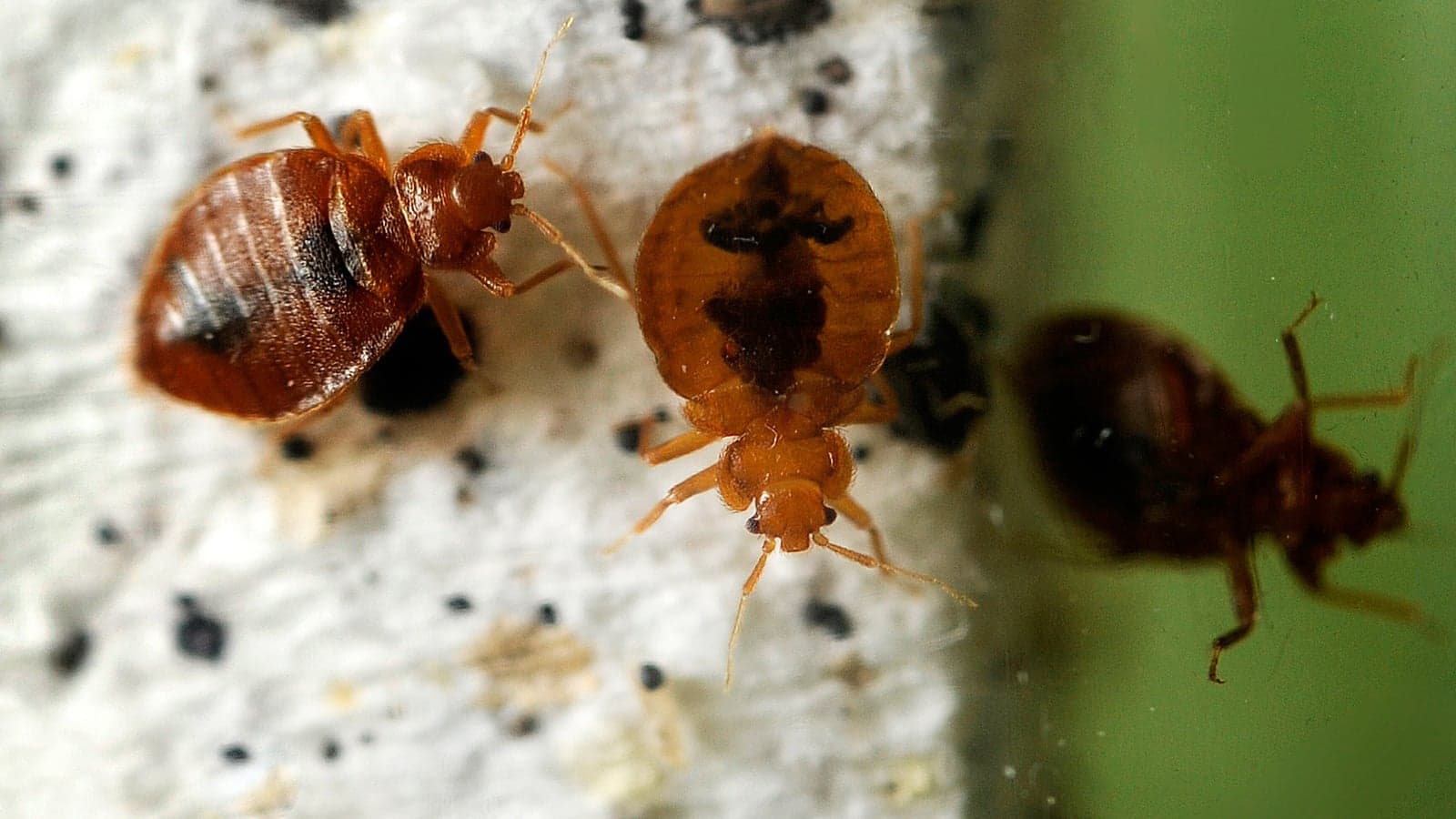 How the bed bug took over the world