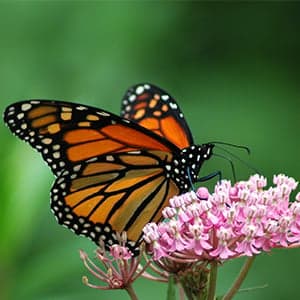 On spring miracles and monarch butterflies