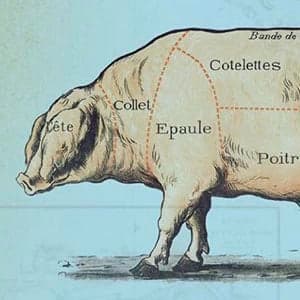 Pig out with this book on pigs