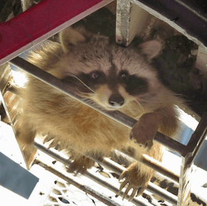 Newsmaker: Trending raccoon, 700 feet up