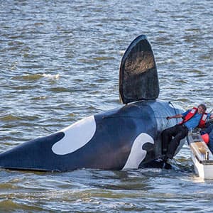How a fake killer whale didn't become the saviour of a small town