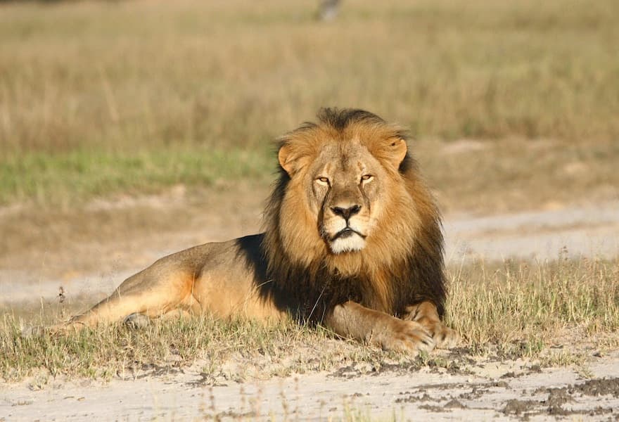 In defence of the trophy hunt
