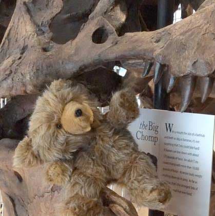 Newsmaker: #lostbear looks for his owner