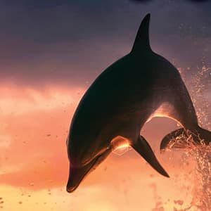 Inside the magical world of dolphins