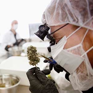 Are we overstating the benefits of medical marijuana?