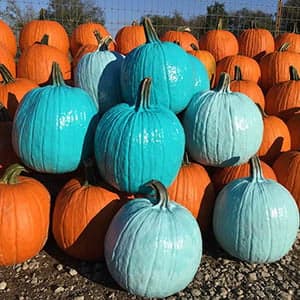 This Halloween, paint your pumpkin teal